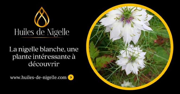 comino blanco