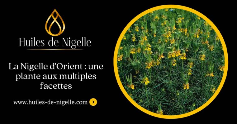 Transformación de Nigella oriental