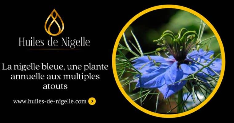 nigela azul